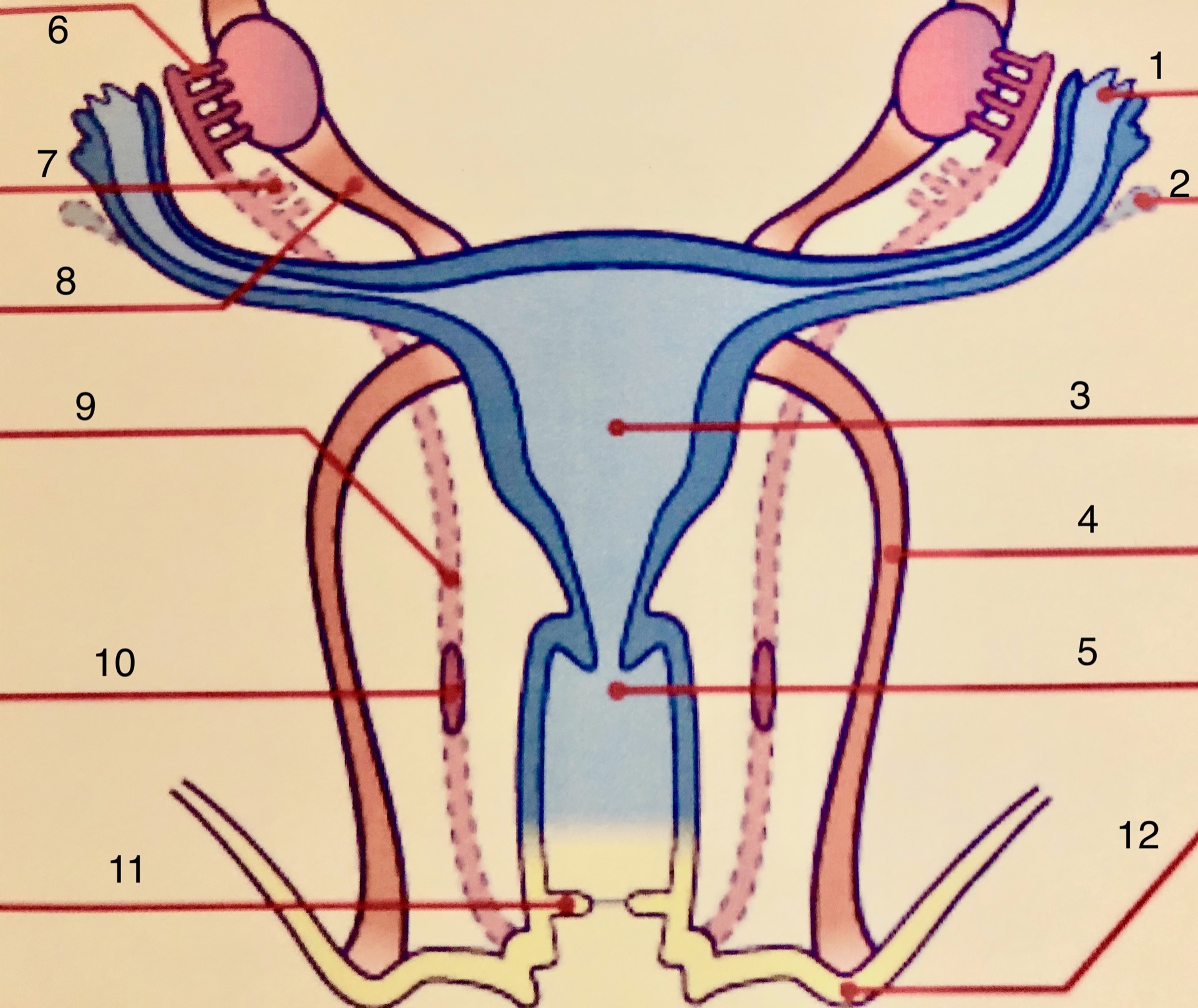 obr. 4 měsíc těhotenství 